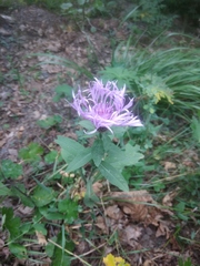 Centaurea phrygia