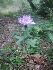 Centaurea phrygia