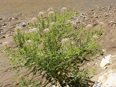Polanisia dodecandra trachysperma