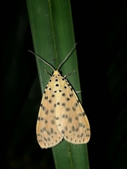 Callimorphina