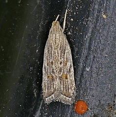 Helcystogramma chambersella
