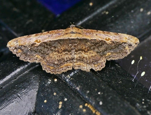 Pale-edged Selenisa