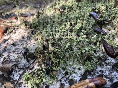 Cladonia rappii