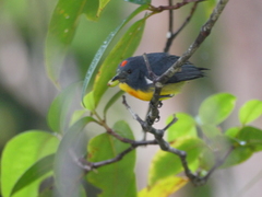 Yellow-Rumped Flowerpecker photo 4