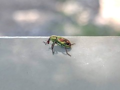 Coniatus tamarisci