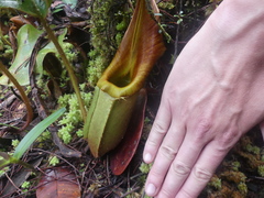 Nepenthes veitchii