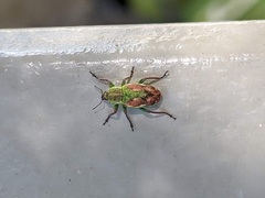 Coniatus tamarisci