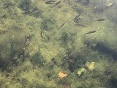 Scardinius erythrophthalmus
