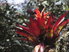 Tillandsia imperialis