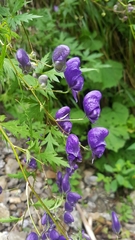 Aconitum degenii