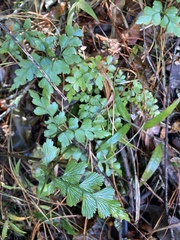 Asplenium splendens splendens