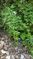 Aconitum degenii