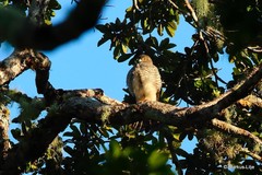 Accipiter madagascariensis