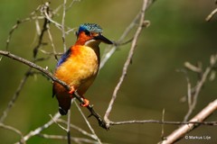 Corythornis vintsioides