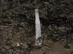 Lituaria