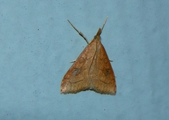 Udea rubigalis