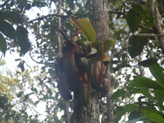 Nepenthes veitchii