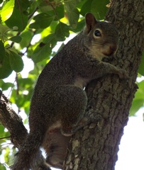 Sciurus alleni