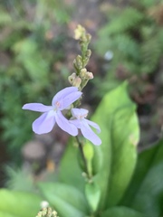 Pseuderanthemum subviscosum