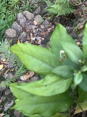 Pseuderanthemum subviscosum