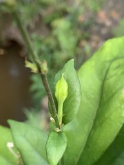 Pseuderanthemum subviscosum