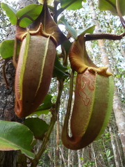Nepenthes veitchii