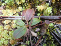 Nepenthes stenophylla