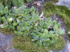 Crassula swaziensis