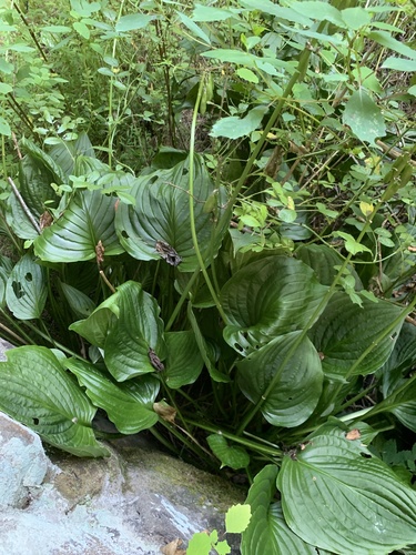 Hosta plantaginea