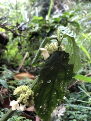 Paraphlomis tomentosocapitata