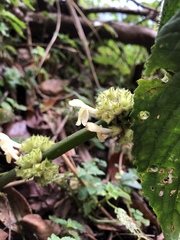 Paraphlomis tomentosocapitata