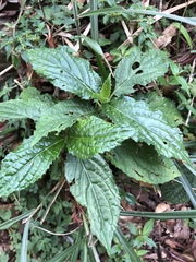 Paraphlomis tomentosocapitata