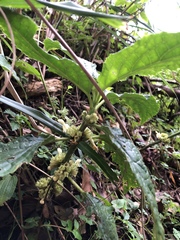 Paraphlomis tomentosocapitata