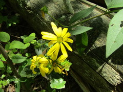 Silphium asteriscus