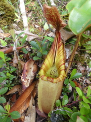 Nepenthes veitchii