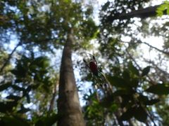 Leucauge sarawakensis