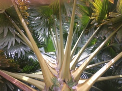 Corypha umbraculifera