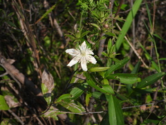 Clematis hexapetala