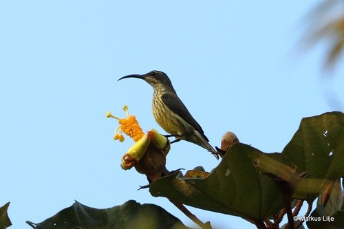 Malagasy Sunbird