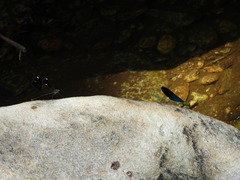 Matrona basilaris