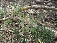 Asparagus lignosus