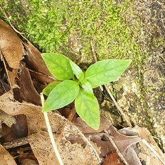 Ruellia repens