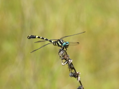 Lamelligomphus ringens