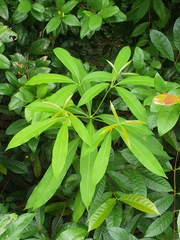 Alstonia scholaris