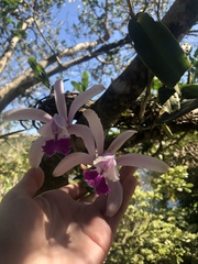 Cattleya intermedia