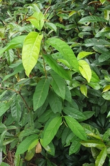 Syzygium polyanthum