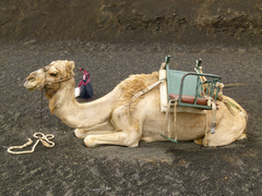 One-Humped Camel photo 4