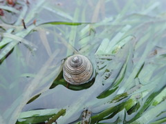 Calliostoma canaliculatum