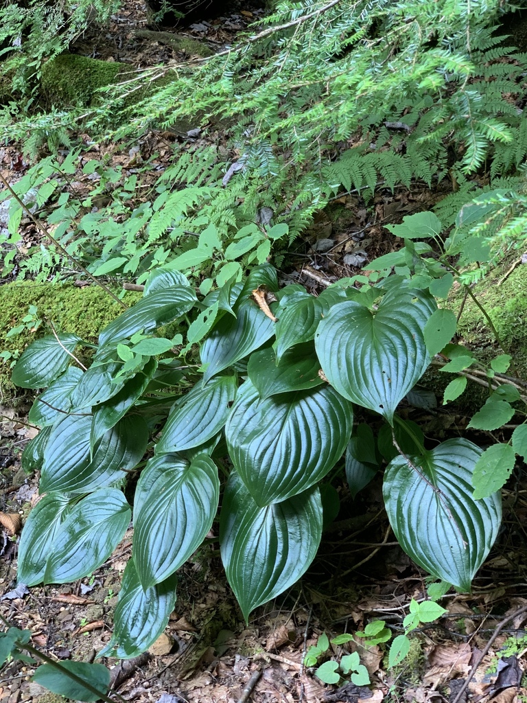 Hosta plantaginea, Hocking County, US-OH, US