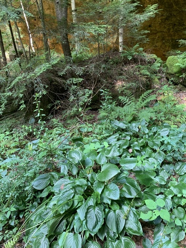 Hosta plantaginea